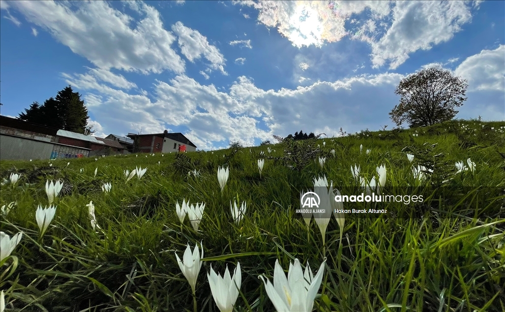 Trabzon yaylalarındaki "vargit" çiçekleri doğayı süsledi
