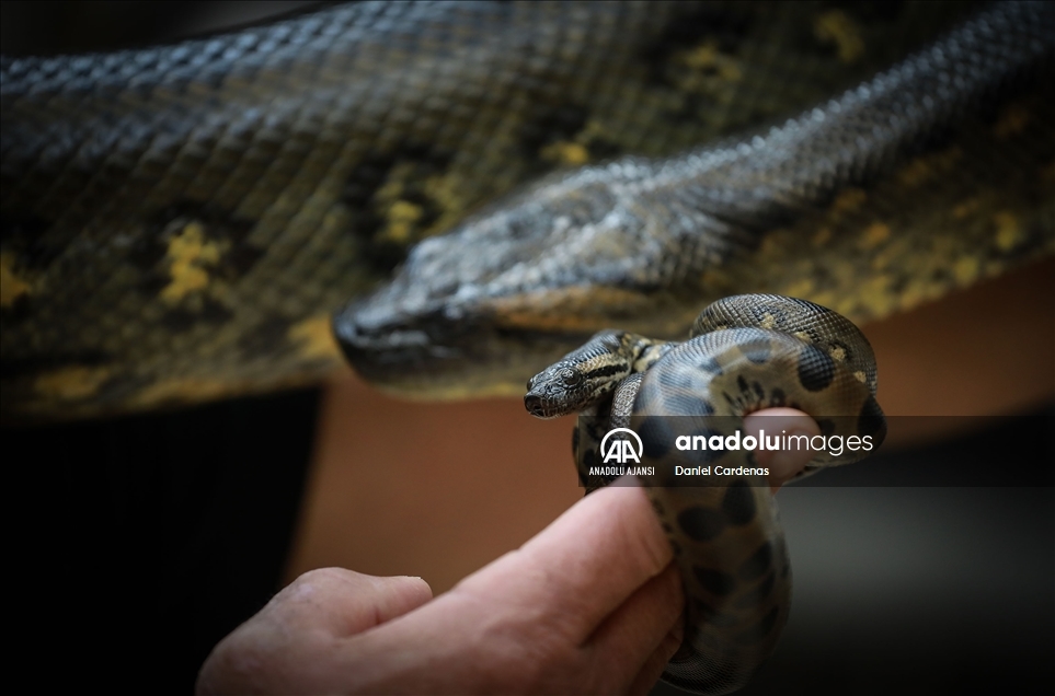 19 Green anacondas are born in Mexico