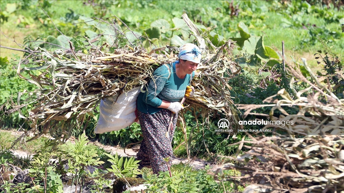 Doğu Karadeniz'in çalışkan kadınları "güz" telaşında
