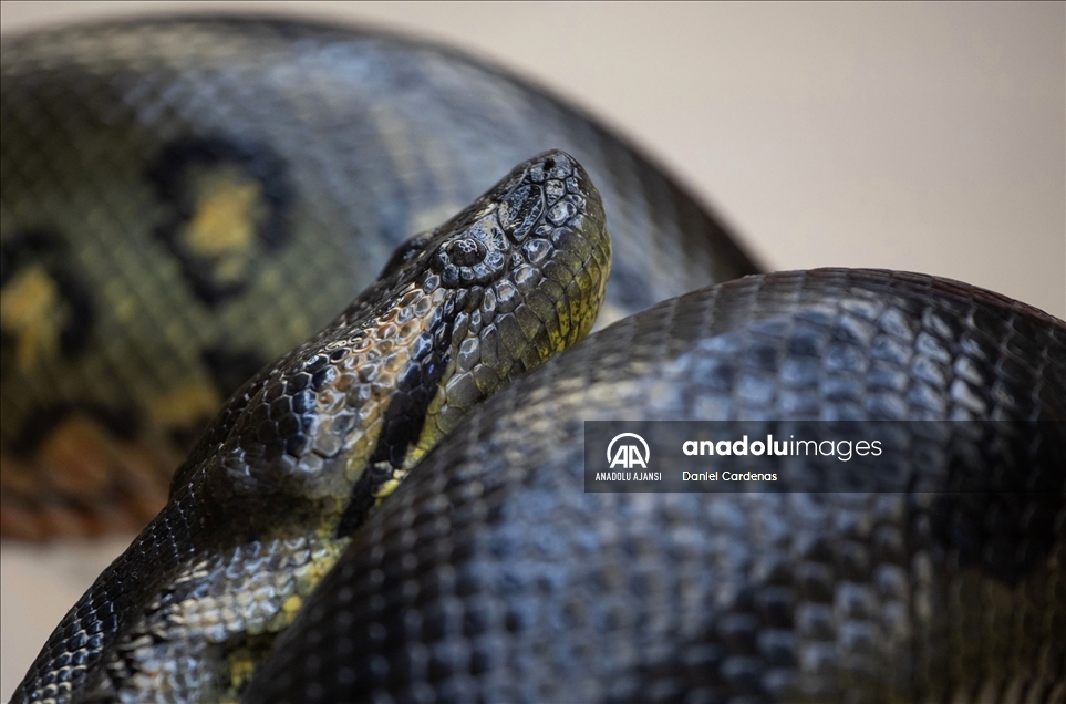 19 Green anacondas are born in Mexico