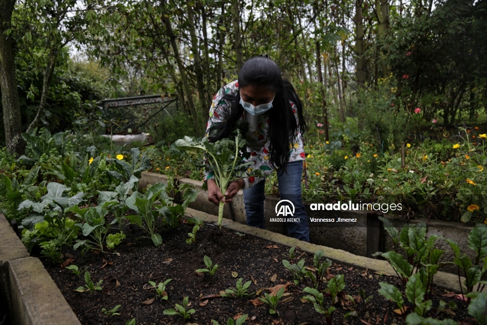 Pioneras de la agricultura urbana en Colombia cosechan hortalizas en el marco del Día Internacional de la Mujer Rural