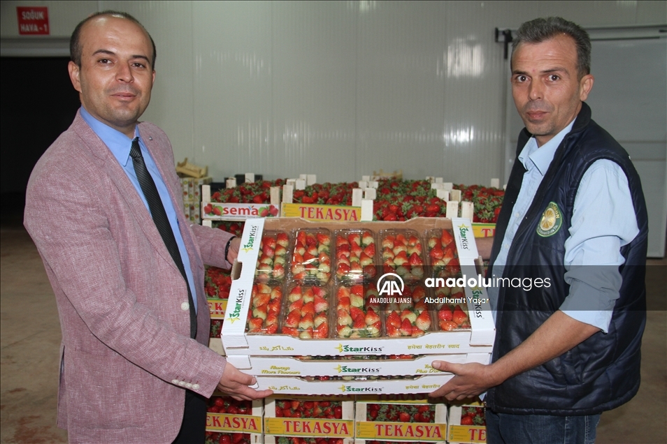 Konya'dan Maldivler, Romanya ve Arap ülkelerine coğrafi işaretli organik çilek ihracatı