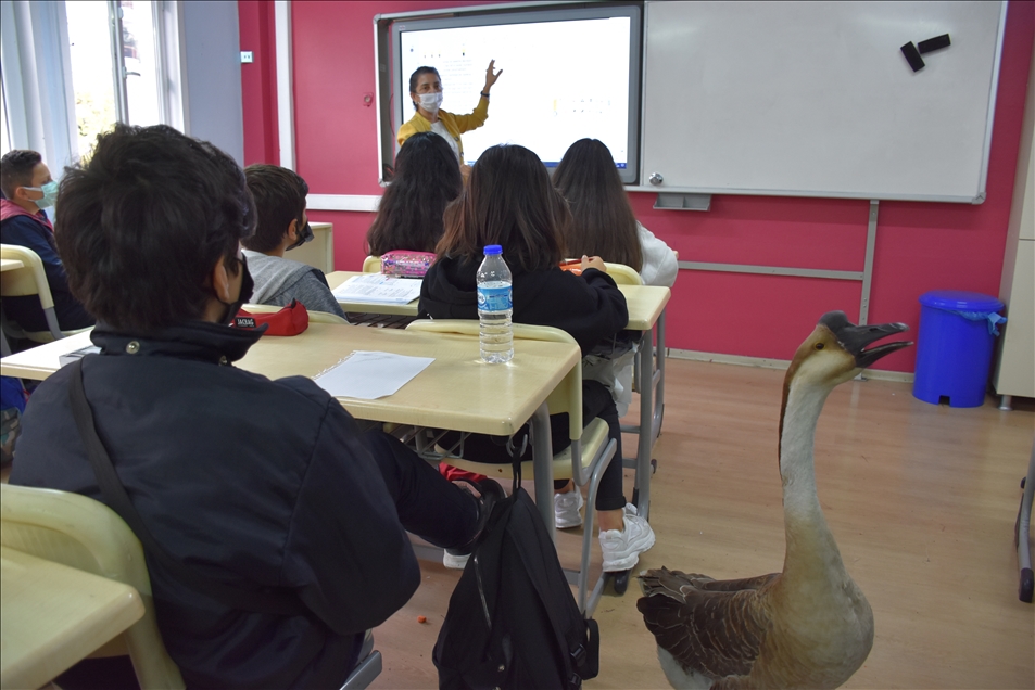 Çin kazı "Kirli" sahibinin götürdüğü okulda derslere neşe katıyor
