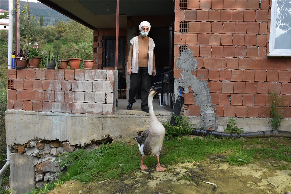 Çin kazı "Kirli" sahibinin götürdüğü okulda derslere neşe katıyor