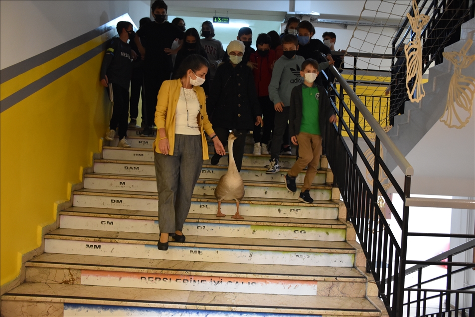 Çin kazı "Kirli" sahibinin götürdüğü okulda derslere neşe katıyor