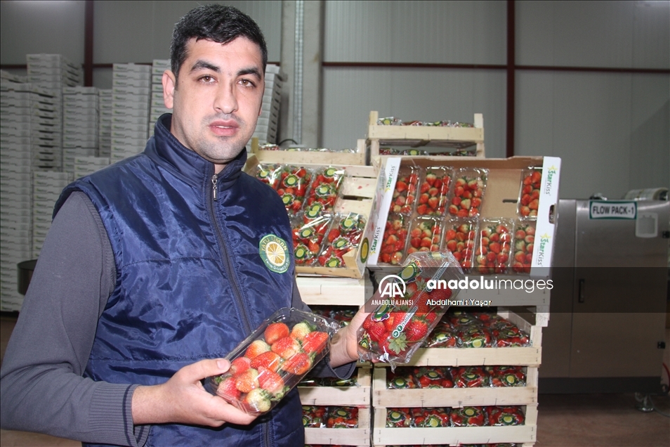 Konya'dan Maldivler, Romanya ve Arap ülkelerine coğrafi işaretli organik çilek ihracatı