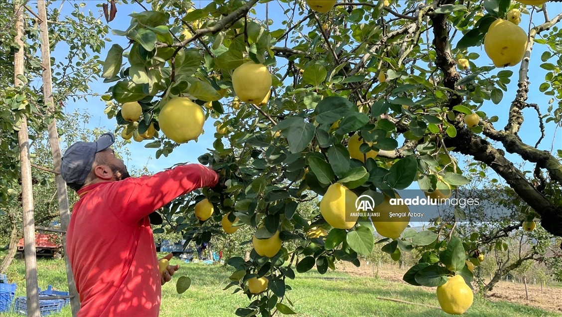 Kocaeli'nin tescilli "Eşme ayva cezeryesi" damakları tatlandırıyor