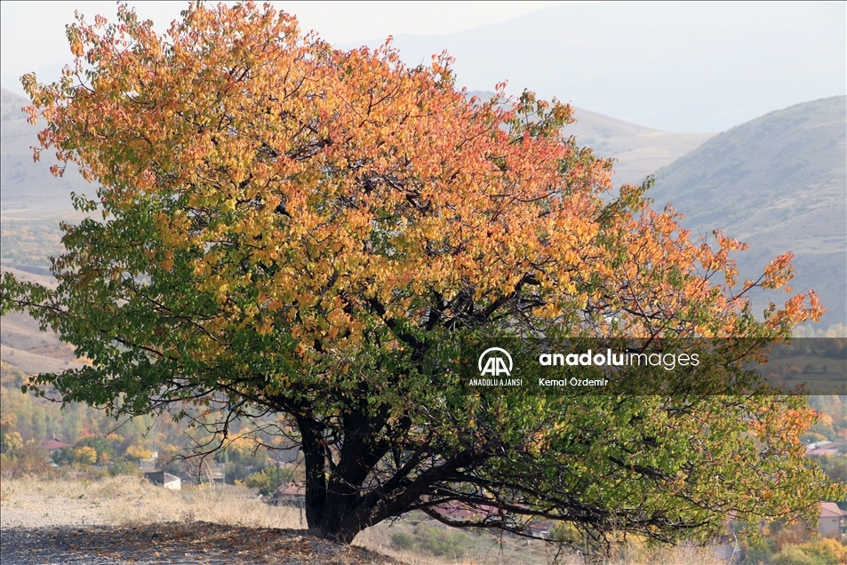 Erzincan'ın yüksek kesimlerinde sonbahar renkleri görüntülendi