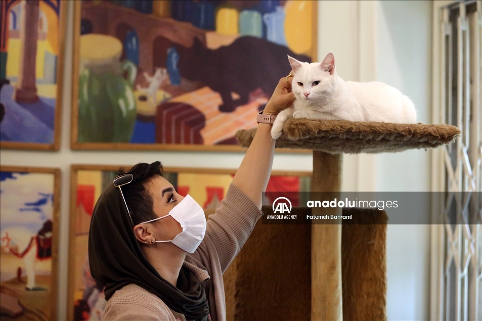 Neobičan Muzej mačaka u Teheranu: Dom za desetine malih prijatelja ljudi