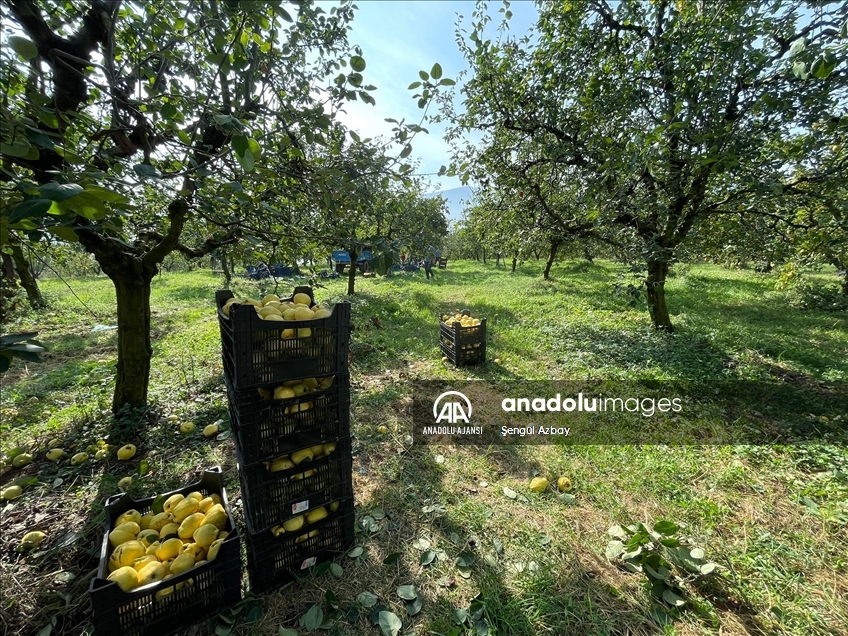 Kocaeli'nin tescilli "Eşme ayva cezeryesi" damakları tatlandırıyor
