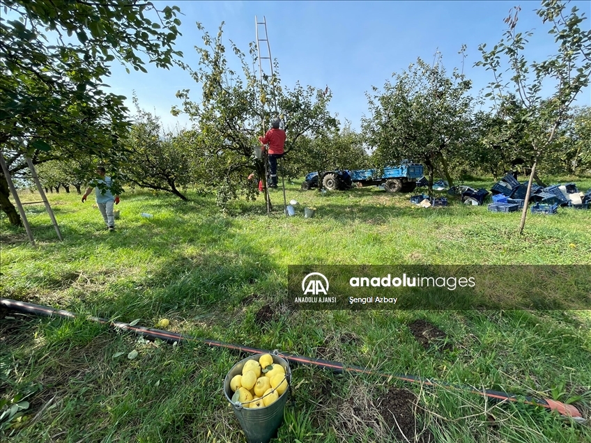 Kocaeli'nin tescilli "Eşme ayva cezeryesi" damakları tatlandırıyor