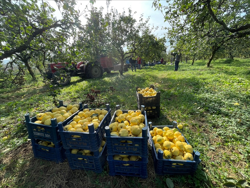 Kocaeli'nin tescilli "Eşme ayva cezeryesi" damakları tatlandırıyor
