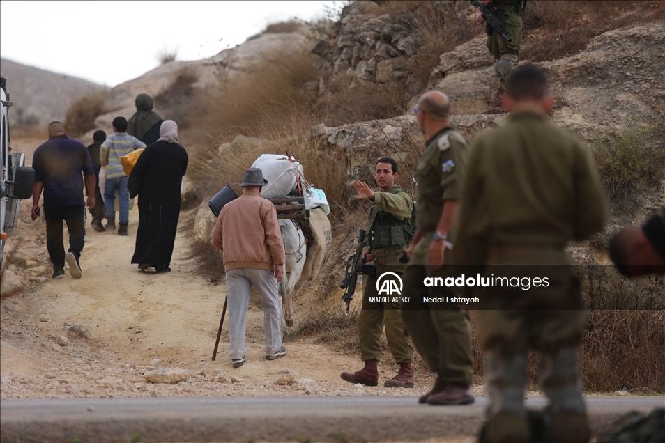 مستوطنون إسرائيليون يسرقون ثمار زيتون شمالي الضفة