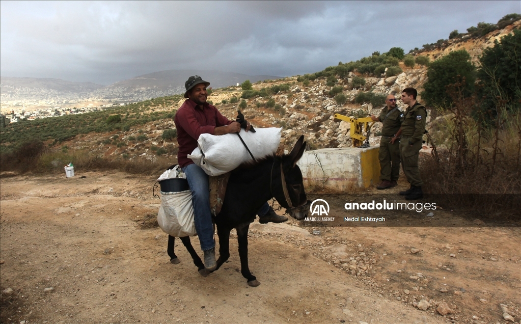 مستوطنون إسرائيليون يسرقون ثمار زيتون شمالي الضفة