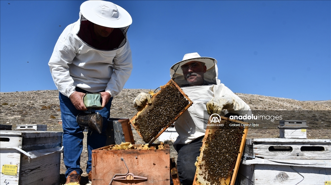Hobisini kazanca dönüştüren girişimci yılda 7 ton bal üretiyor