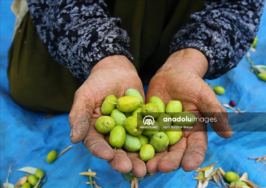 Asırlık zeytin ağaçlarının bulunduğu Derik'te meşakkatli mesai başladı