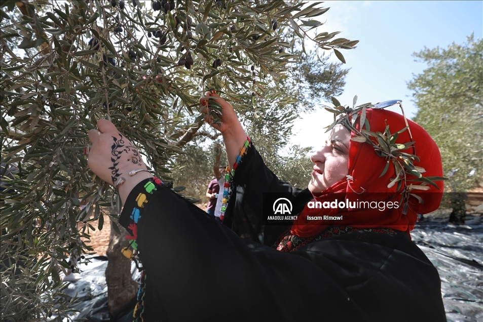 فلسطين.. "المغّير" تقطف ثمار زيتونها تحت نار المستوطنين