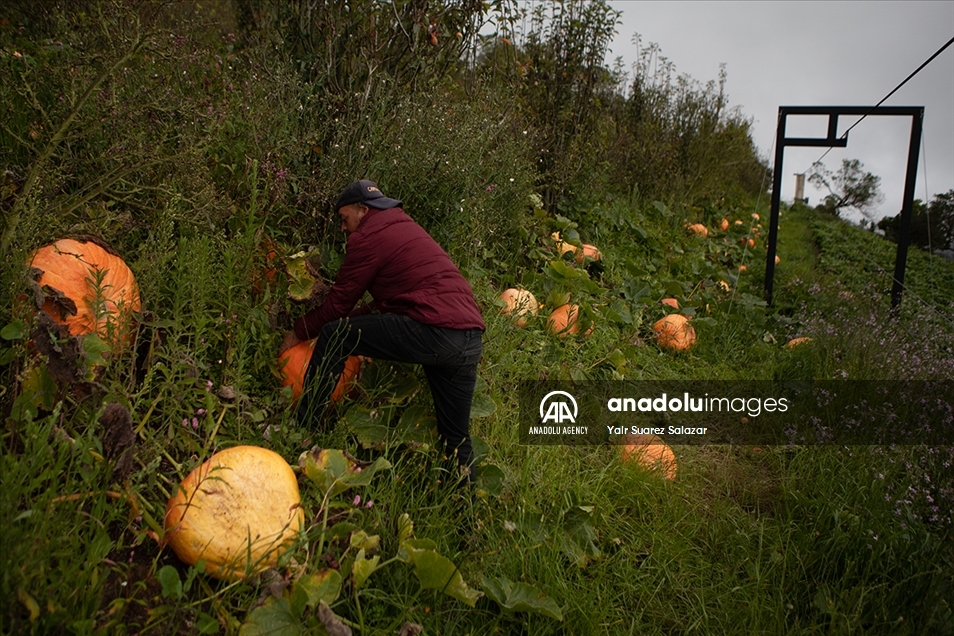 Nuevo Colón, el pueblo que produce calabazas para Halloween en Colombia