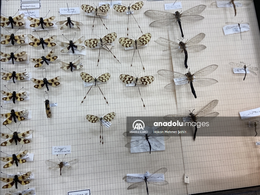 Edirne'deki Omurgasızlar Müzesi'nde 2 bin böcek türü sergileniyor