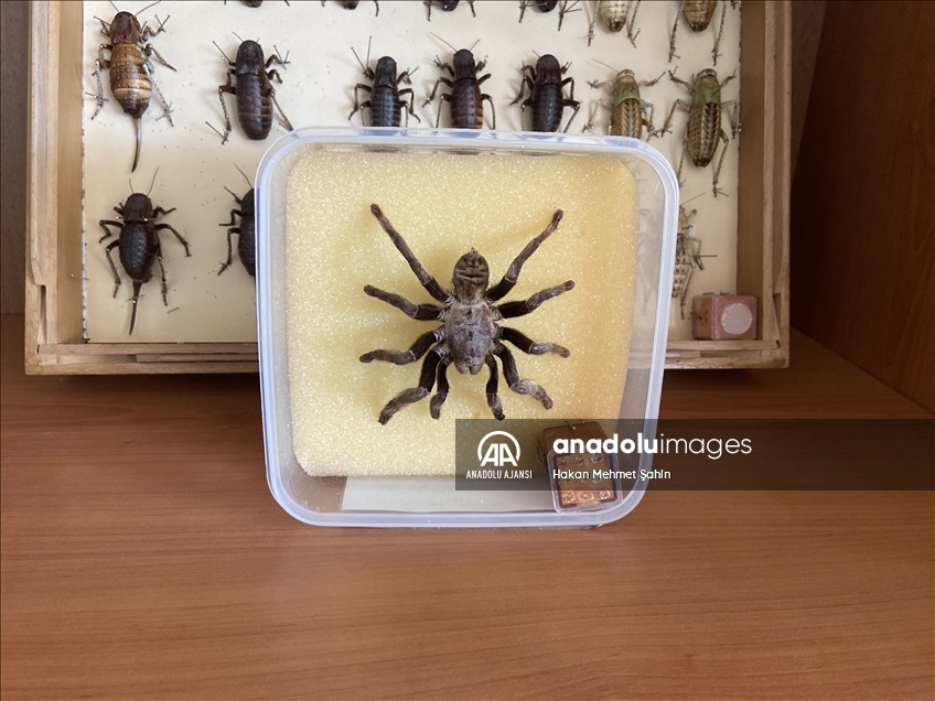 Edirne'deki Omurgasızlar Müzesi'nde 2 bin böcek türü sergileniyor