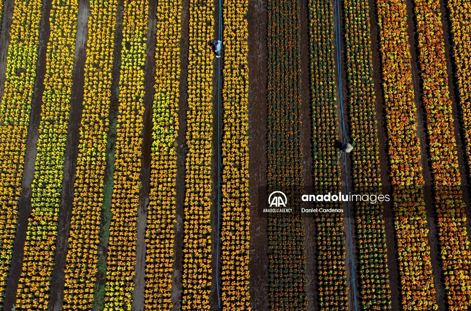 Así luce el maravilloso campo de flores de cempasúchil en México