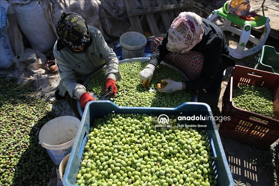 Mardin'in Kızıltepe Ovası'nda zeytin hasadı başladı