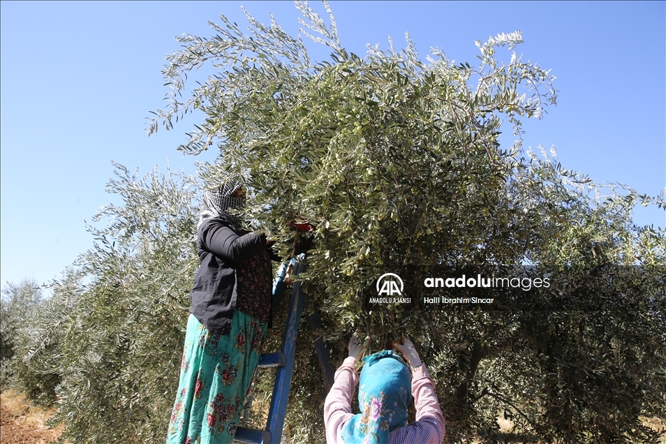 Mardin'in Kızıltepe Ovası'nda zeytin hasadı başladı