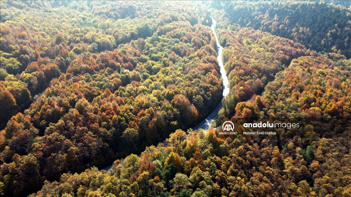 غابات "بولو" التركية تتزين بألوان الخريف الساحرة