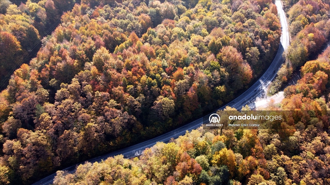 غابات "بولو" التركية تتزين بألوان الخريف الساحرة