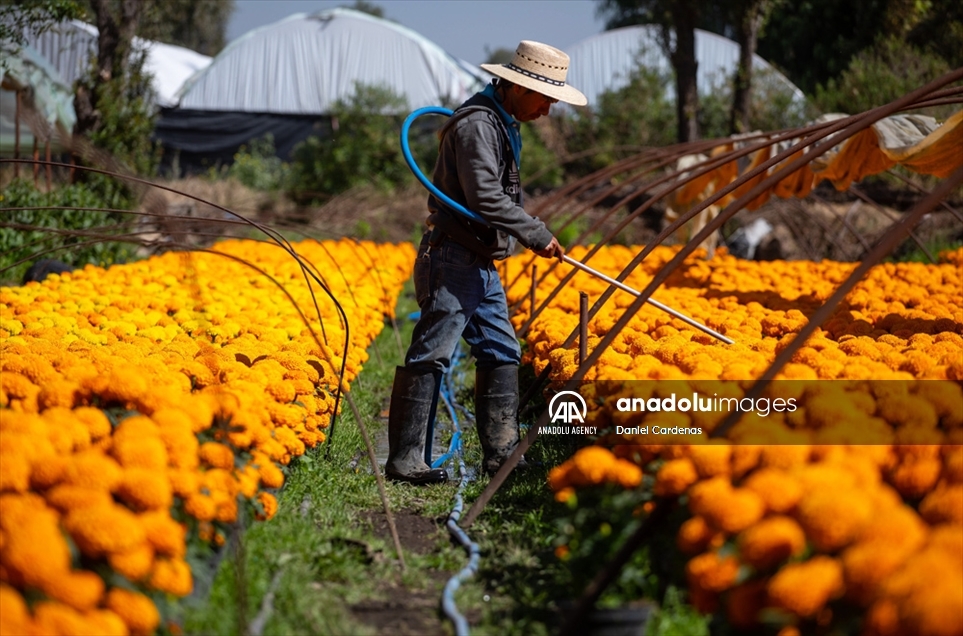 Así luce el maravilloso campo de flores de cempasúchil en México