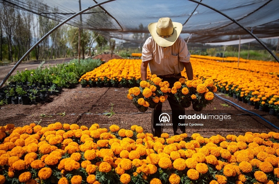 Así luce el maravilloso campo de flores de cempasúchil en México