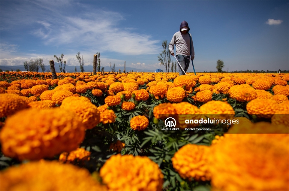 Así luce el maravilloso campo de flores de cempasúchil en México - Agencia  Anadolu