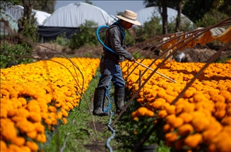 Así luce el maravilloso campo de flores de cempasúchil en México