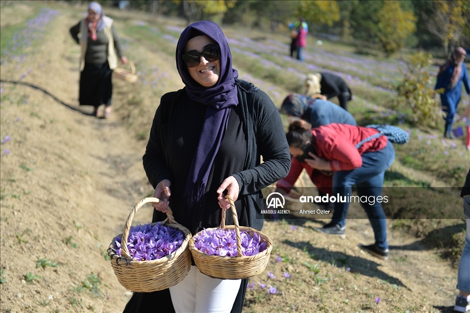 بدء موسم حصاد الزعفران في "صفران بولو" التركية