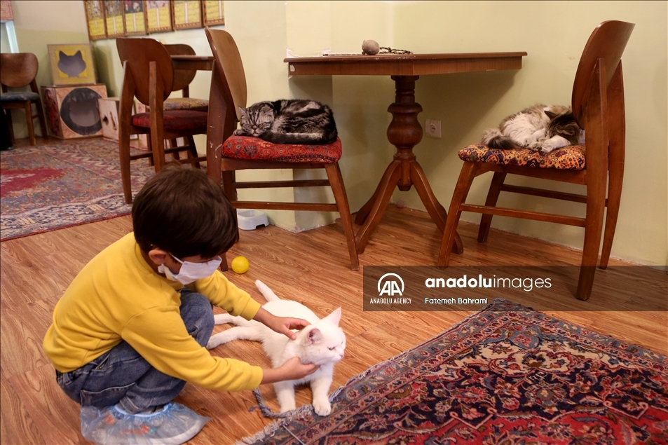 "متحف القطط" بطهران.. نموذج لتعزيز صداقة الإنسان مع الحيوان