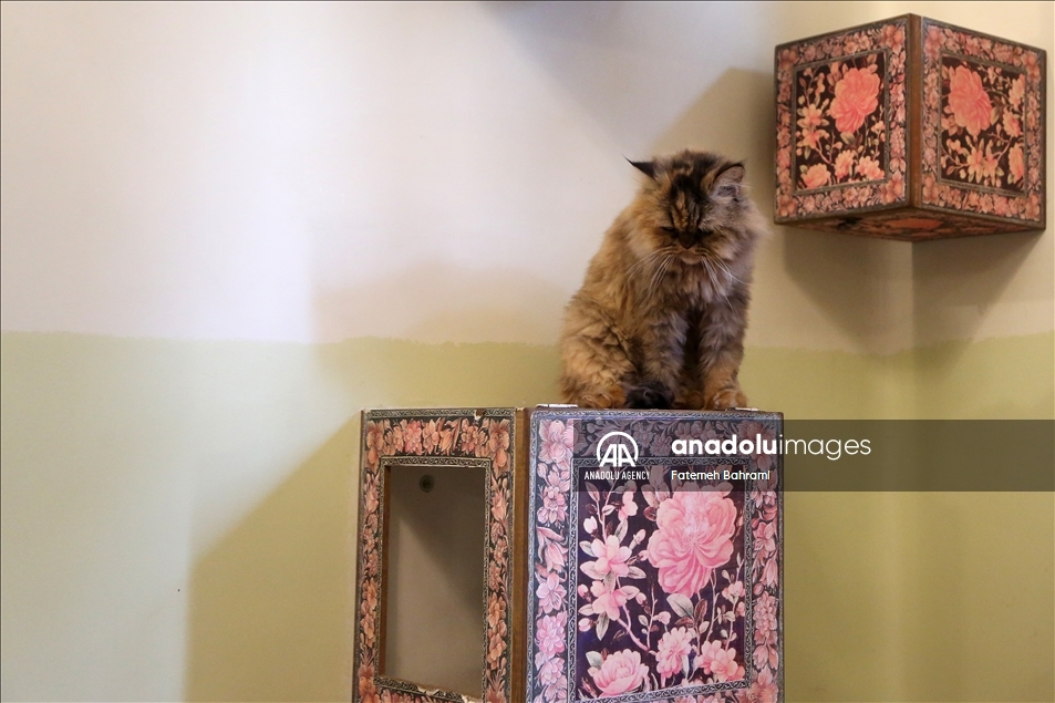 "متحف القطط" بطهران.. نموذج لتعزيز صداقة الإنسان مع الحيوان