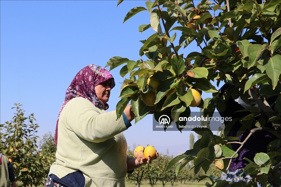 Cennet hurmasının kurusu Almanya'ya yaşı Rusya'ya