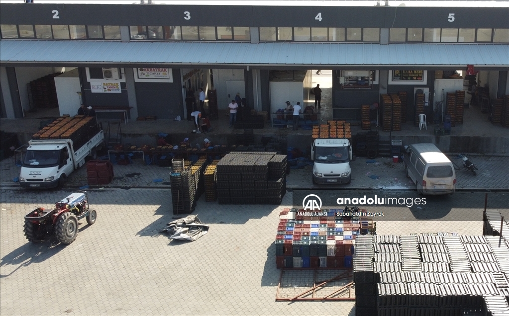 Cennet hurmasının kurusu Almanya'ya yaşı Rusya'ya