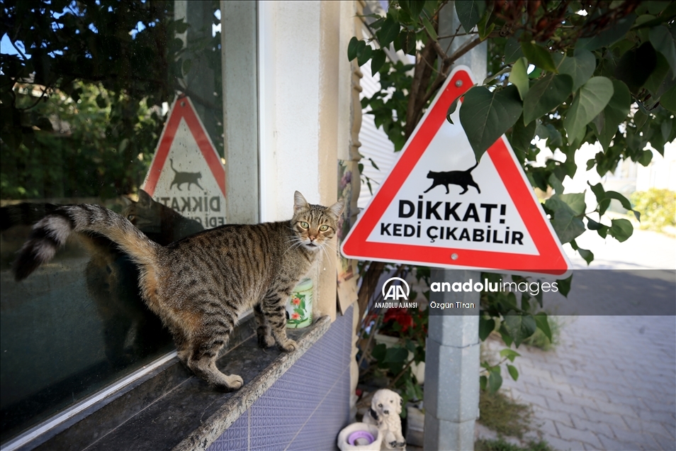 Kırklareli'nde sürücüler "kedi - köpek çıkabilir" tabelalarıyla uyarılıyor