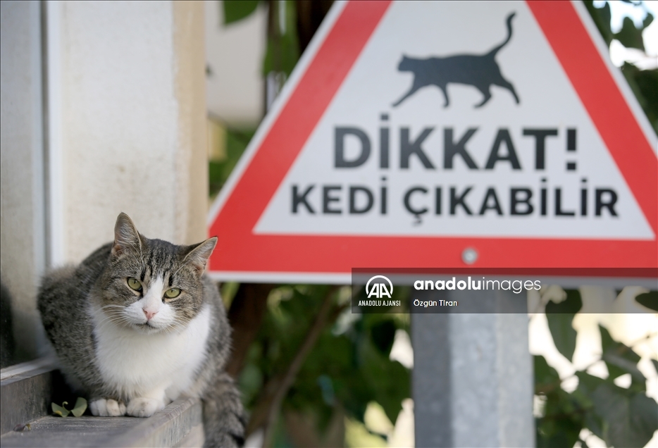 Kırklareli'nde sürücüler "kedi - köpek çıkabilir" tabelalarıyla uyarılıyor