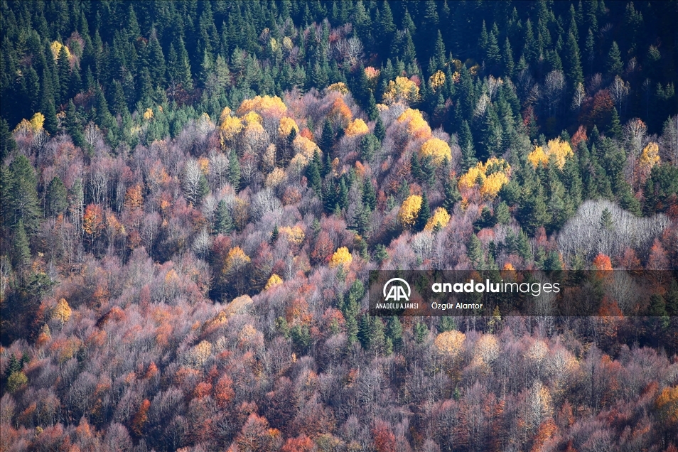 Ilgaz ve Küre dağları sonbahar renklerine büründü
