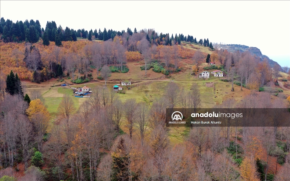 Trabzon'un 1600 rakımlı Hıdırnebi Yaylası'nda güz zamanı