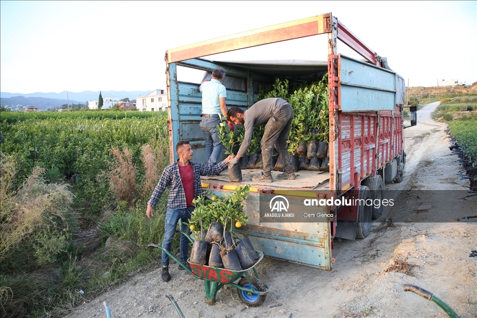 Fidanlı'nın fidanları dünyaya nefes oluyor