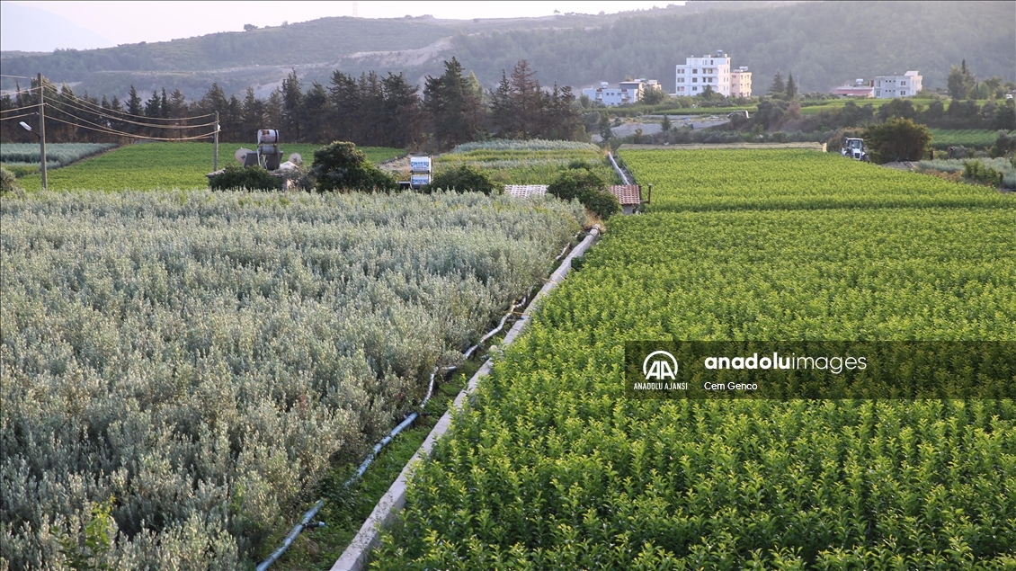 Fidanlı'nın fidanları dünyaya nefes oluyor
