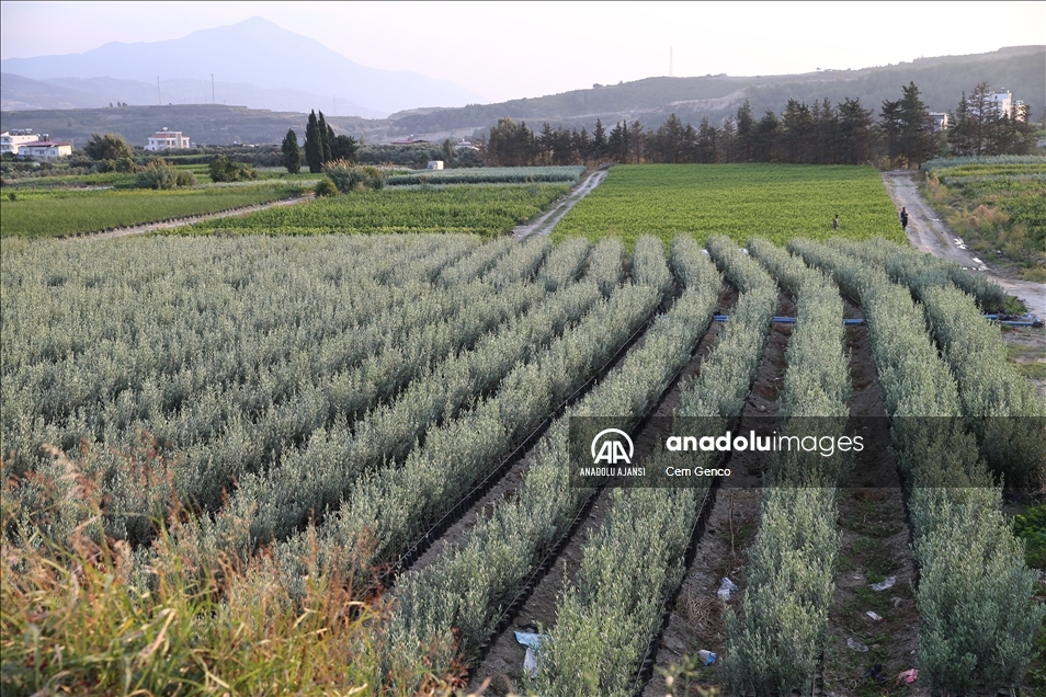Fidanlı'nın fidanları dünyaya nefes oluyor
