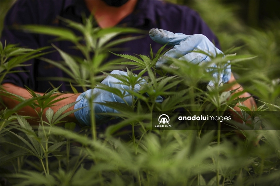 Cannabis medicinal, la nueva apuesta del campo en Colombia 