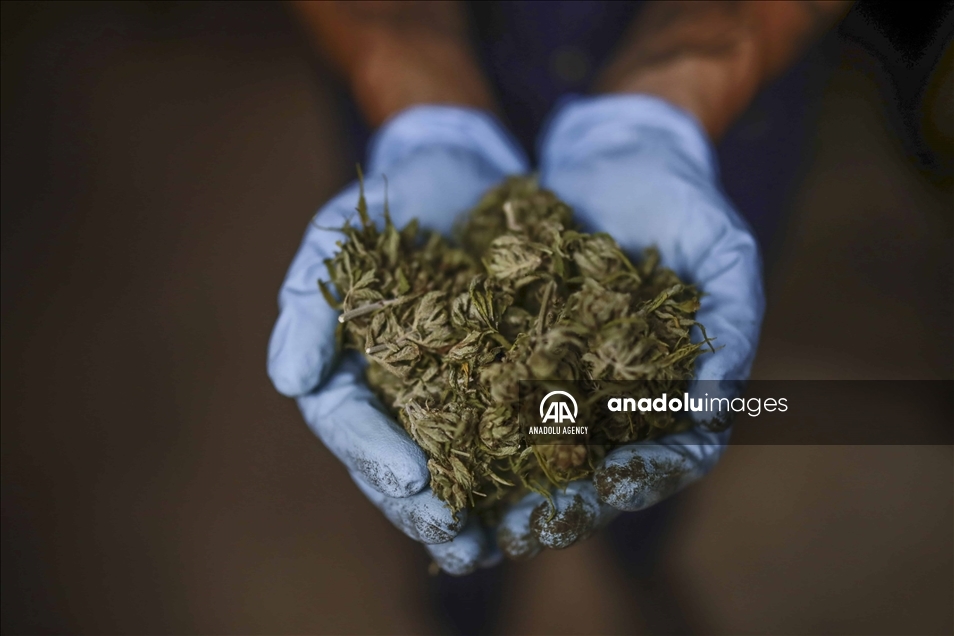 Cannabis medicinal, la nueva apuesta del campo en Colombia