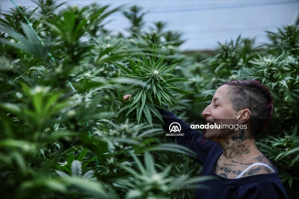 Cannabis medicinal, la nueva apuesta del campo en Colombia 