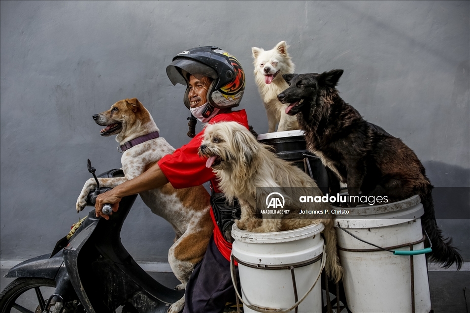 I Ketut Widanta, penyelamat anjing-anjing terlantar dari Bali