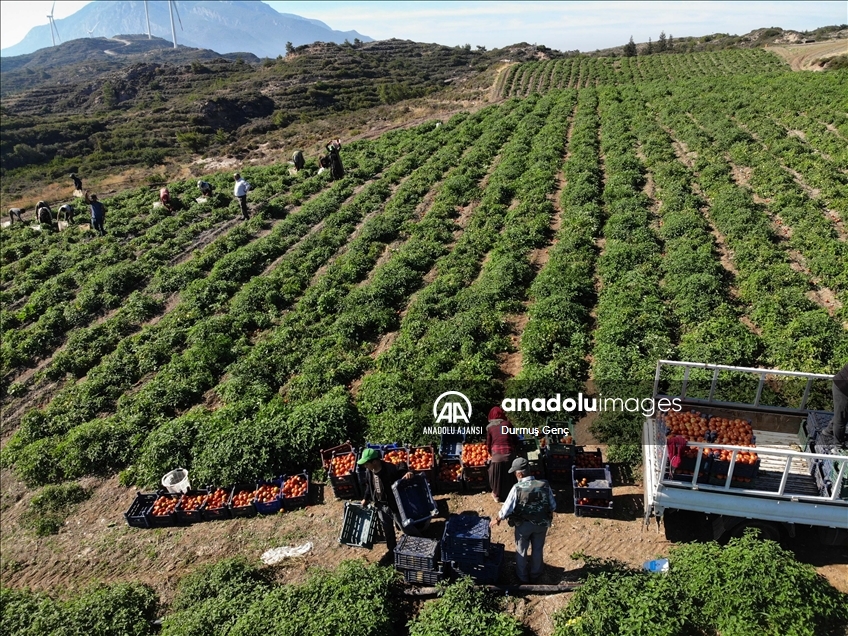 Datça'nın "güz domatesi" verimi ile üreticisini sevindirdi